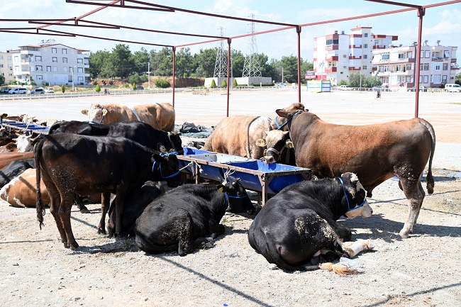 Manavgat’ta Kurban Kesim Alanları Belirlendi (Video Haber)
