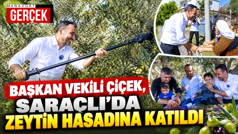 Saraçlı’da Zeytin Hasadı Buluşması mehmet çiçek